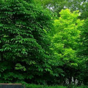 三生三世十里桃花