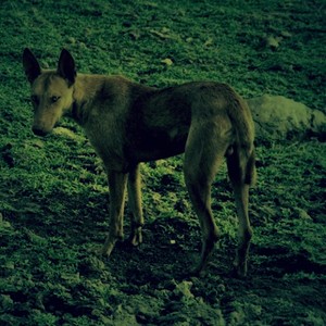 We're Dancing (Seagulls On Cathedral)