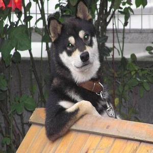 big dogs (feat. funny) (Explicit)