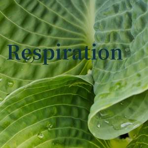 Respiration