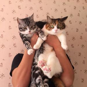 有点甜（钢琴演奏）