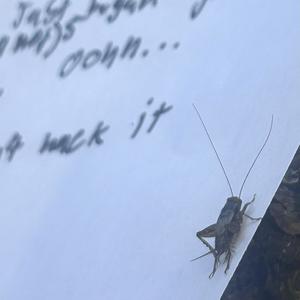 Botched Rescue (Slow)