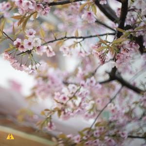 Xue Hua Piao Piao but It's Vocal Lo-Fi Hip-Hop(feat. Uwutolord)