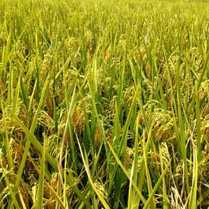 华夏四处飘野香