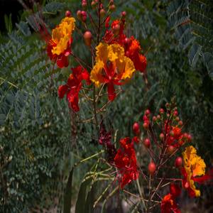 Whispers from the Flue