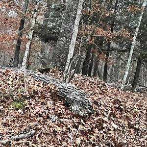 DOGWOOD (feat. _X!LL_) (Explicit)