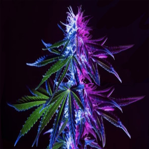 Green & Purple (Explicit)