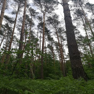 Mittelfinger Therapie (Explicit)