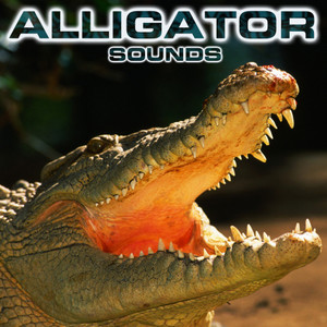 Alligator Sounds(feat. Relaxing Nature Sound, Soothing Sounds, White Noise Ambience, White Noise Sounds For Sleep, Animals Sounds & National Geographic Nature Sounds)