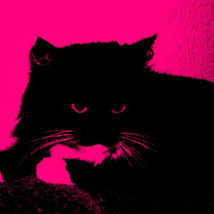 Котики тоже умирают : (