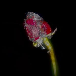 Toxic (feat. Dusty gzz & 6xxx) (Explicit)