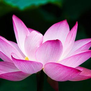 108 Repetitions-Fast