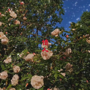 爱的回归线-忘川