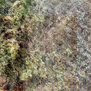 That's a lot of onions