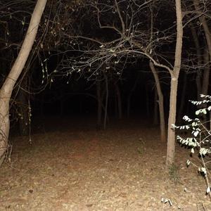 didntwannalie (freestyle) (Explicit)