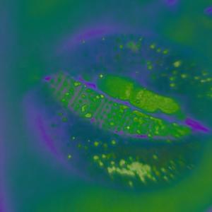 On My Team (Explicit)