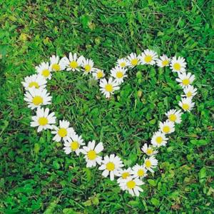 Let Me Take My Flowers Home