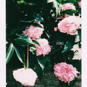 peonies