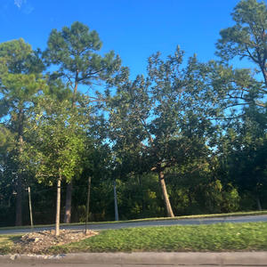 chopsin (feat. fuktokyo!) (Explicit)