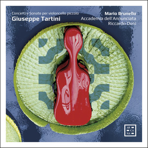 Concerto for Cello, Strings and Basso Continuo in D Major - Concerto for Cello, Strings and Basso Continuo in D Major: III. Allegro