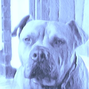 Baby Smiley - Bulldog Beat