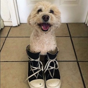 **** A LEASH !(feat. wyddjah) (Explicit)