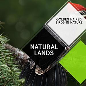 Natural Lands - Golden Haired Birds in Nature