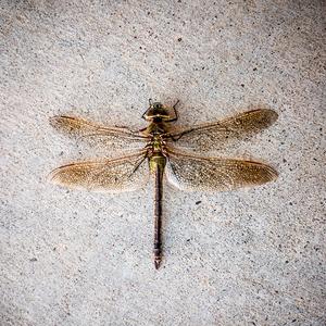 Dragonfly