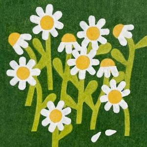 daisies in spring