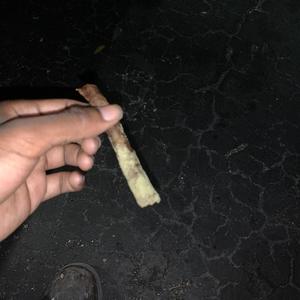 FREE KUTTUP (Explicit)