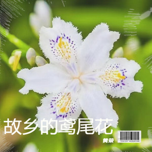 故乡的鸢尾花 (伴奏)