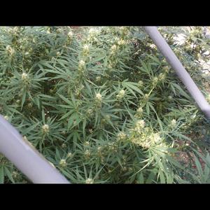 Work in the Dash (Explicit)