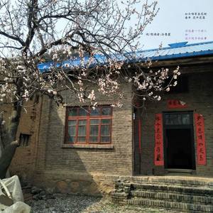 家中院里的一棵杏花树