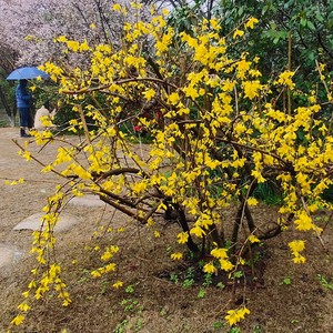 过度关心 (伴奏)