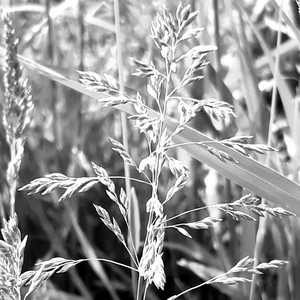 Introspect (Svarog Rework)