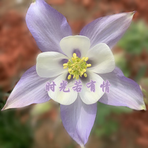 时光若有情
