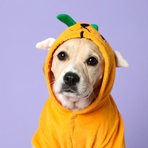 Cada Paso En Sintonía Con El Corazón