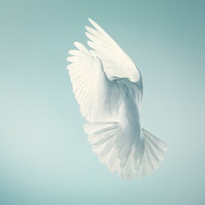 盛夏的果实 (Live)