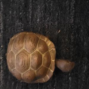 Serengeti - we saw mad turtles (Explicit)