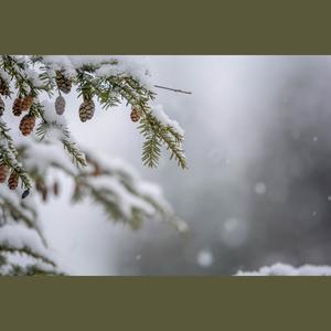 东三省的雪 (1.3x)