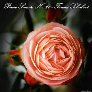 Piano Sonata no. 20 in A major, D. 959 - Piano Sonata no. 20 in A major, D. 959: II. Andantino