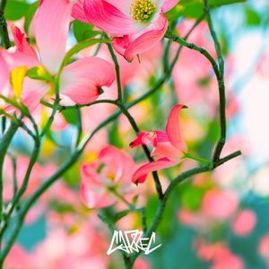 ハナミズキ (feat. 一青窈)