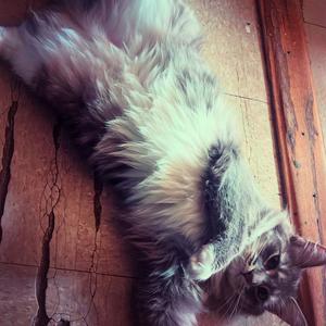 understand me (Explicit)