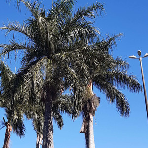 atenção (Explicit)