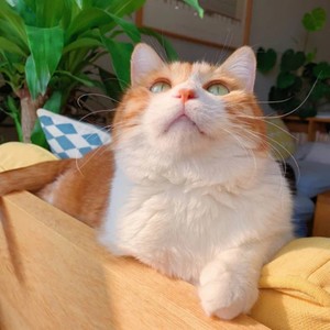 足够封面