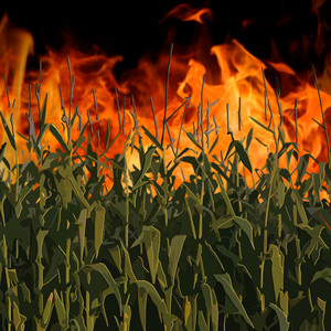 Cornfield on Fire