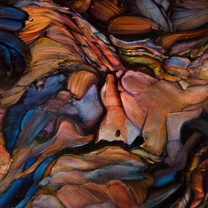 Where Wildness Grows (Acoustic)