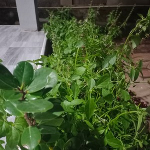 love Will never fade