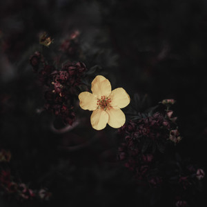 Friday Beats - Butterflies