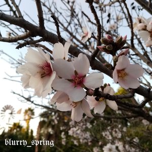 Spring Headache